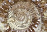 Monster, Jurassic Ammonite Fossil - Madagascar #79451-3